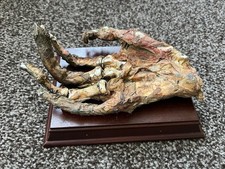 Model mummified hand for sale Model mummified hand for sale  WAKEFIELD