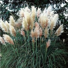 Grass pampas grass for sale  WITHAM