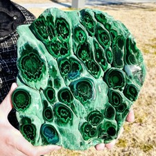 10.69lb natural polyophthalmic for sale  Dayton