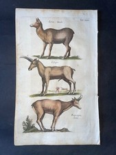 Merian cervo capra usato Merian cervo capra usato  Manzano