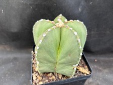 Astrophytum myriostigma nudum usato  Massafra