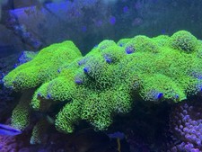 Live coral green for sale  Chicago