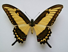 Papilio lycophron butterfly for sale  LIVERPOOL