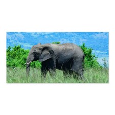 Majestic african elephant for sale  Pomona