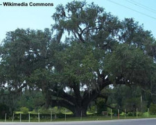 California live oak for sale  Yucaipa