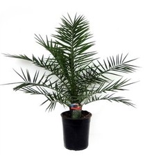 Pianta phoenix canariensis usato  Terlizzi