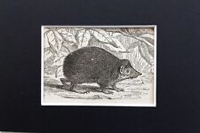 Tenrec hedgehog animal for sale  NORWICH