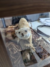 Taxidermy stoat wooden for sale  WINSFORD