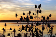 Wild teasel plug for sale  HOLT