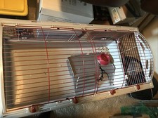 Extra large indoor for sale  Baltimore