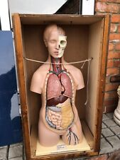 Vintage museum anatomical for sale  BARNETBY