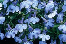 Multi pelleted seeds for sale  Elma