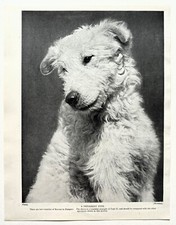 Kuvasz sheepdog dog for sale  NORWICH