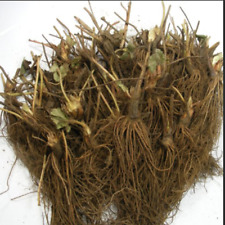Seascape Everbearing Morango 10 Plantas de Raiz Nua - MELHOR SABOR comprar usado  Enviando para Brazil