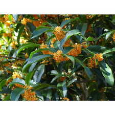 Apricot echo orange for sale  Pelzer