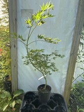 Acer palmatum father for sale  Hendersonville