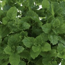 Mint marokko moroccan for sale  IPSWICH