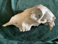 Ovine sheep skull for sale Ovine sheep skull for sale  RICHMOND