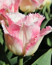 Fringed tulips lingerie for sale  PRESTON