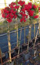 Piracanta rossa pyracantha usato  Valmacca