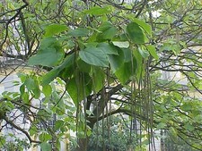 Catalpa tree seedling d'occasion  Expédié en Belgium