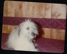 Fotografia antiga vintage fofa cachorrinho branco deitado na cama/sofá comprar usado  Enviando para Brazil