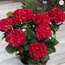 Heart throb hydrangea for sale  Mobile