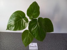 Kaffee tamarillo kumquat gebraucht kaufen  Stutensee