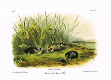 Townsend shrew mole for sale  DEREHAM