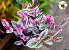 Houseplant pink tradescantia for sale  Mira Loma