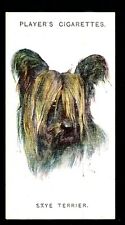 Skye terrier players for sale  COLEFORD