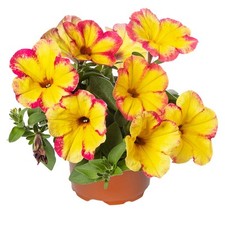 Pianta petunia fun usato  Valva