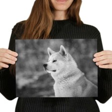 Akita japanese shiba for sale  SELBY