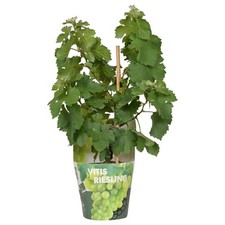 Weinrebe weintraube vitis gebraucht kaufen  Düsseldorf