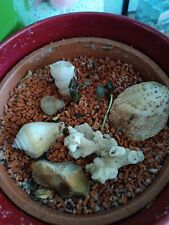 Deko muscheln steine gebraucht kaufen  Berlin