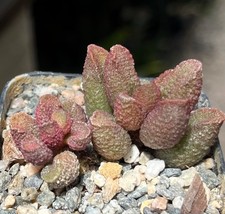 Adromischus marianae herrei for sale  Encinitas