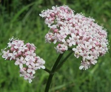 Samen balkon blumen gebraucht kaufen  Calw