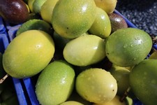 10 lagoas de maracujá fresco, usado comprar usado  Enviando para Brazil