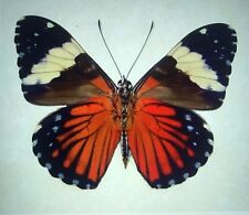 Lot real butterflies for sale  Miami