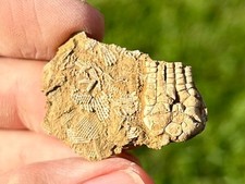 Cymbiocrinus crinoid fossil for sale  Coppell