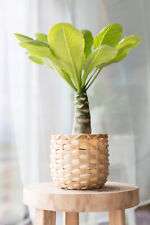 Brighamia insignis hawaiian for sale  SOUTHAMPTON