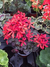 Pelargonium geranium fancy for sale  NORTHWICH