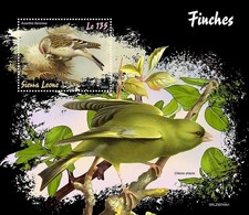 Finches finch birds for sale  PONTYPRIDD
