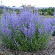 Perovskia crazy blue for sale  Hayden