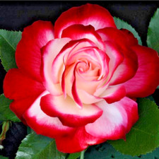 Rose bush fire for sale  Hollister
