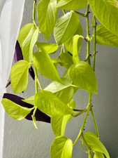 Efeutute epipremnum lemon gebraucht kaufen  Nürnberg