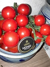 Bio tomatenpflanzen jungpflanz gebraucht kaufen  Kassel