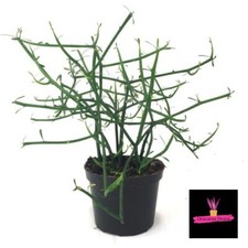 Pianta euphorbia tirucalli usato  Catania