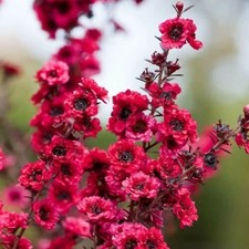 Leptospermum red damask for sale  KING'S LYNN