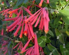 Lonicera sempervirens honey for sale  Milford